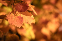 autumn leaf backgorund 
