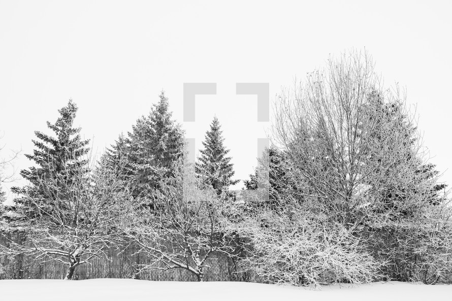 winter trees with snow 