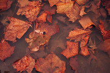 fall leaves in water 