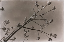 flowers and branches 