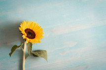 sunflower against a blue wood background 