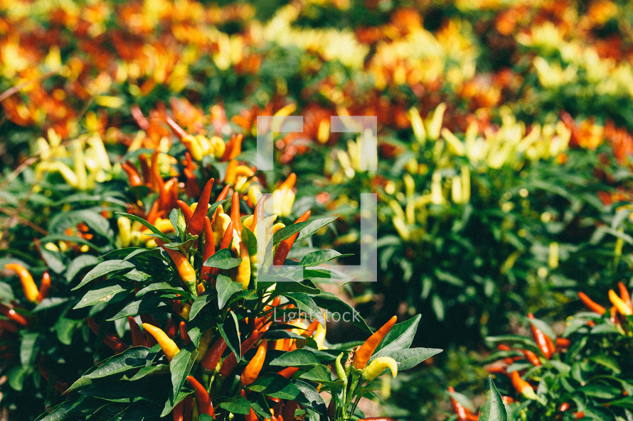 red pepper plants 