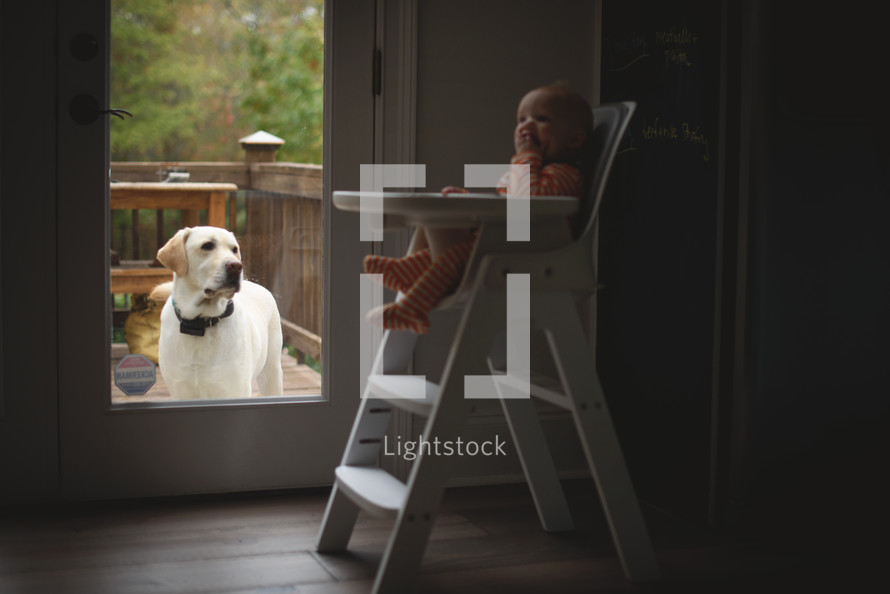 a dog watching an infant in a highchair 