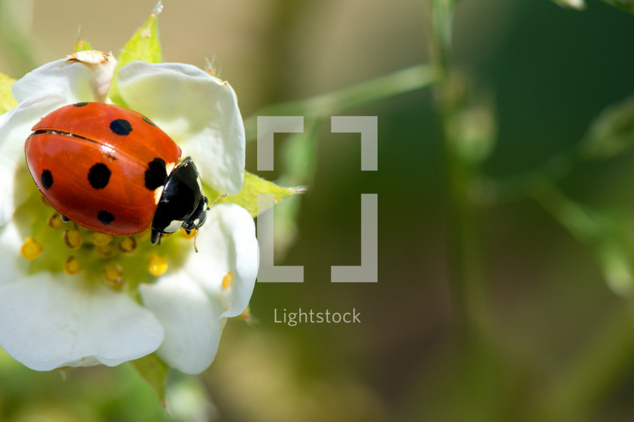 ladybug on a white flower 