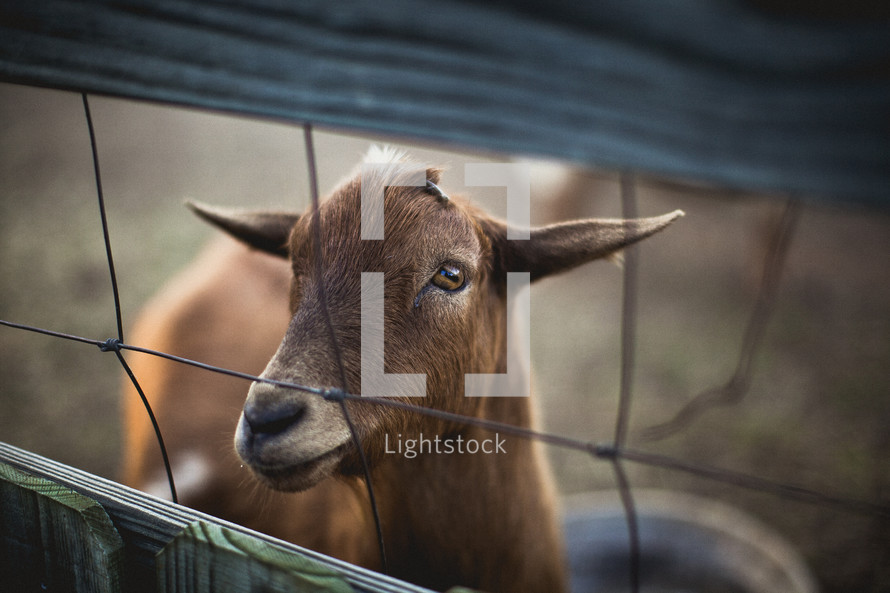 goat looking through a fence
