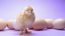 Newborn yellow chick among eggs. Baby little chicken calls mother, isolated on violet studio background. Concept of traditional bird, spring celebration.Symbol of happy Easter. High quality 4k footage
