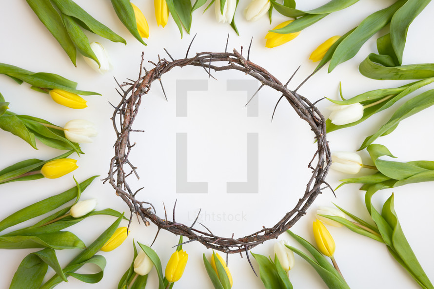 Crown of thorns framed by yellow and white tulips on a white background