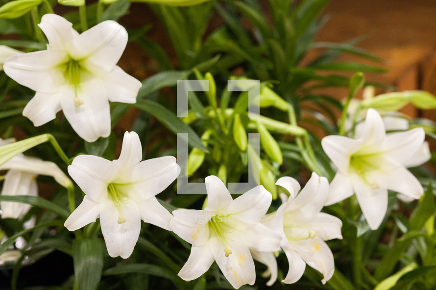 white Easter lilies 