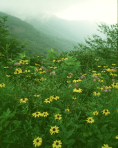 summer wildflowers on the Blue Ridge Parkway 
