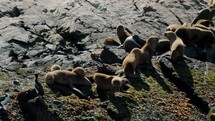 Colony Of Fur Seals And Sea Lions Over Rocky Islands In Beagle Channel, Tierra del Fuego, Southern Argentina. Aerial Shot	