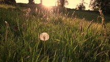 Seeds Blowing off Dandelion in the Breeze at Sunset in a Meadow in Enniskerry, County Wicklow, Ireland
