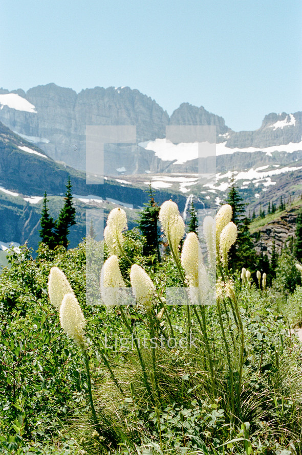 white puffy wildflowers and mountain view 