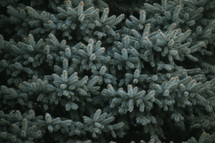 Evergreen tree branches
