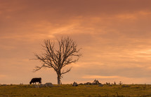 grazing cattle at sunset 