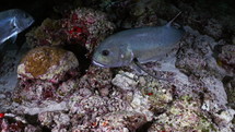 Giant Jackfish in the night in the Maldives