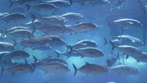 Fish swim underwater inside of Dubai mall aquarium. 