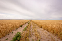  Dirt path through golden wheat field in Kansas on a cloudy day 