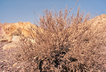 Plant in desert of Israel