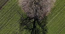 Aerial Ascending Shot of Tree With Bare Branches Surrounded By Green Meadows During Sunshine Morning. 