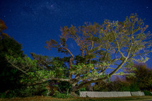 Sprawling tree under a moonlit sky.