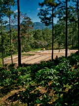 Coffee Farm Honduras - Coffee Drying Beds