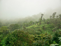 fog over a Coffee Farm in Honduras  