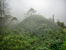 fog over a coffee farm in Honduras 
