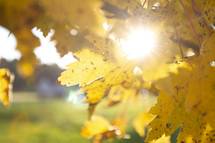 sunburst through fall leaves 