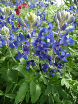 Closeup of flowering bluebonnet plants from low angle