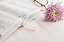 light purple flowers on white with bible