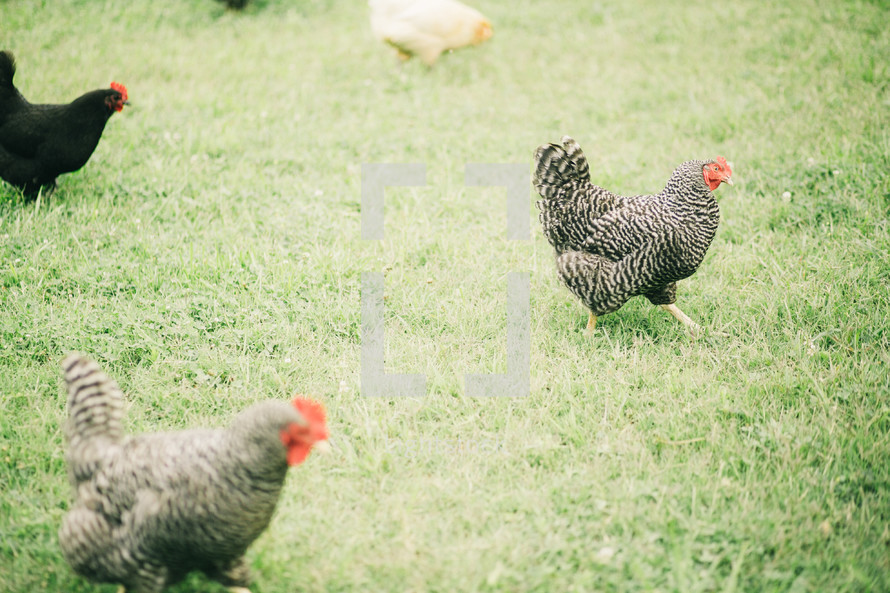 chickens running in grass