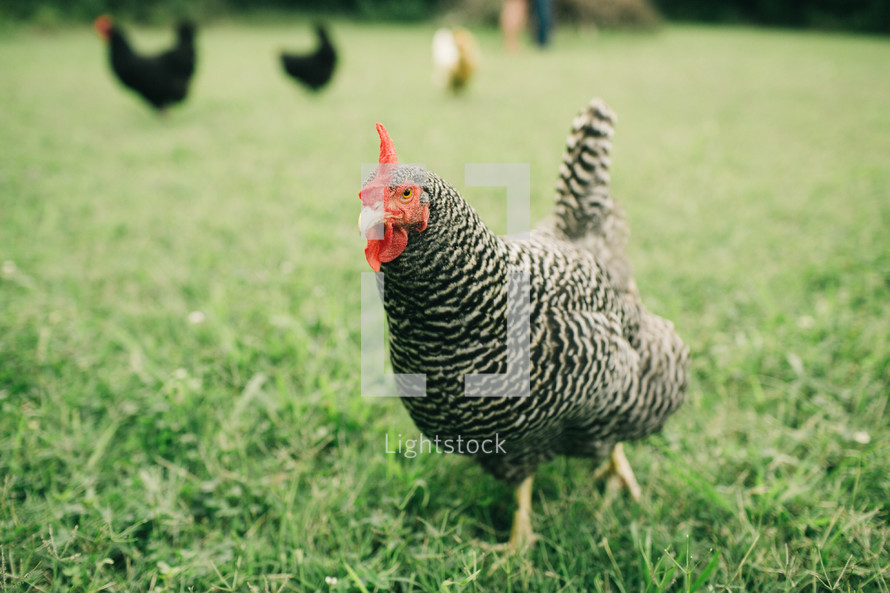 chicken running in grass