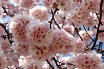 Cherry blossoms on a tree 