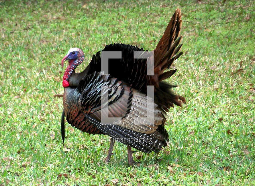 male turkey with plumage 