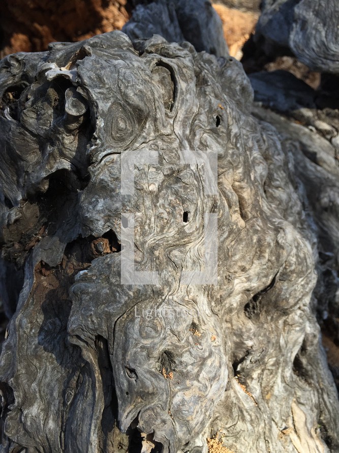 driftwood closeup 