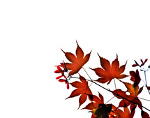 red maple leaves on a branch