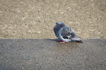 Feral Pigeon Standing on a Pavement