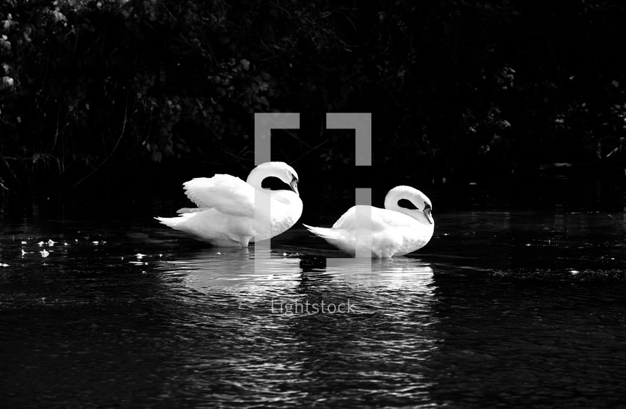 Two swans in a pond