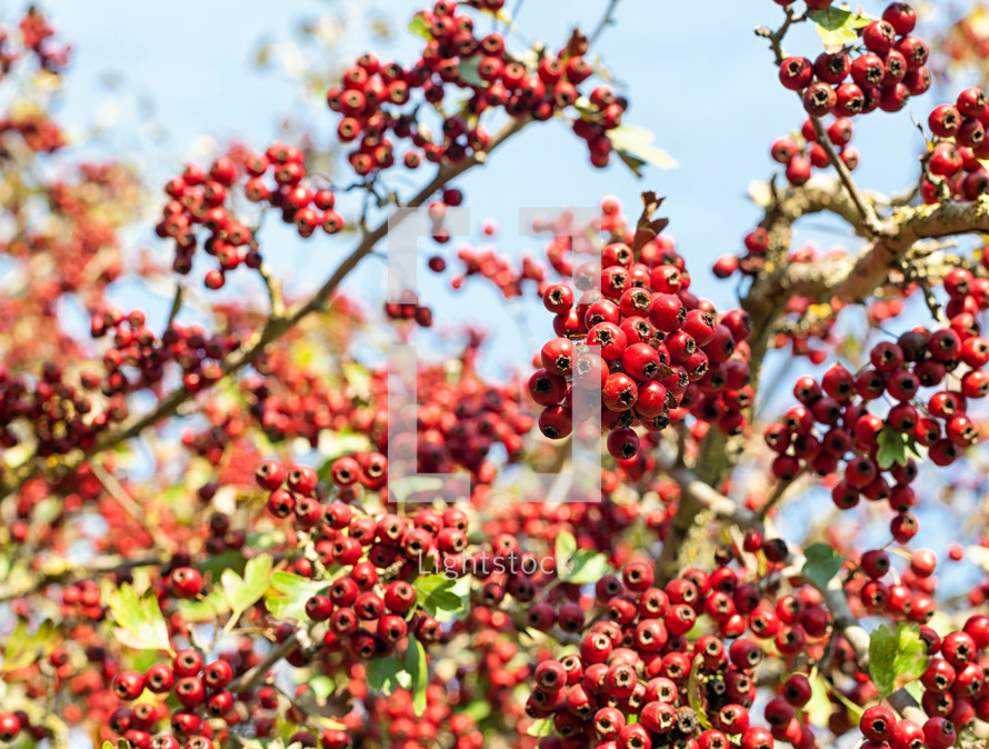 Close up of red berries of an autumnal plant, Rowan Tree.