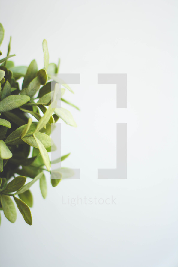 Green Plant against a White Background
