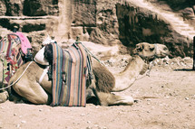 resting camel 