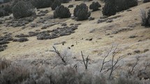 deer grazing on a hill in winter time 