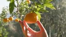 Feeling The Freshness Of A Tangerine In The Hand