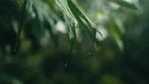 Tropical trees and plant life in the rainforest jungles of Costa Rica