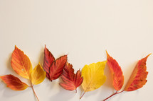 Bright fall leaves on white background