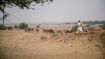  man herding camels