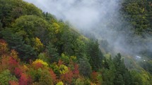 Foggy colorful autumn forest
