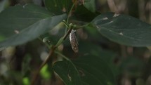 Butterfly, caterpillar cocoon, chrysalis hanging from green leaves.