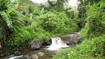 Lush Jungle stream