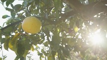 Yellow Lemon hanging From The Branches Of A Tree